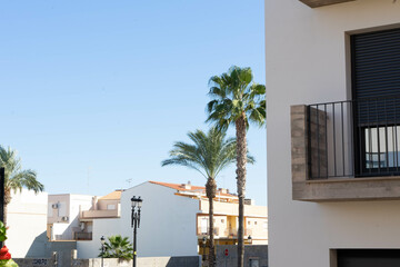 Fototapeta premium Palmeras y edificio