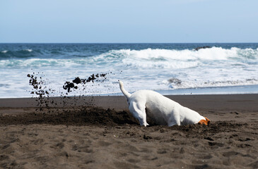 White dog playing near the sea. Little white doggy digging sand near the sea. Naughty dog