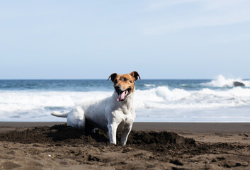 Young jack russell terrier dog playing near the sea. Portrait of nice  jack russell terrier dog