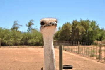 Stof per meter ostrich closeup © Amiri