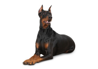 a thoroughbred Doberman dog of brown color lies on the floor, isolated on a transparent background