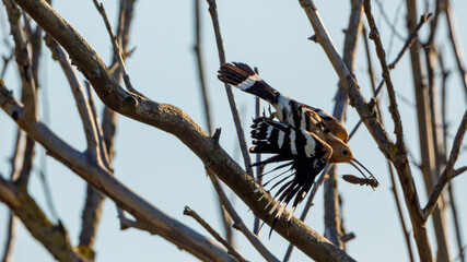 A Hoopoe in a tree with big insect for feeding © hecke71
