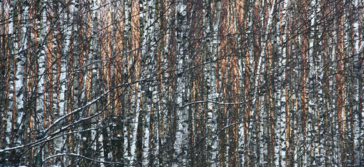 Obraz premium Winter sunny day comes in the end. Young birches grow in the wood very densely. The sitting-down sun paints trees behind birches in pink color.