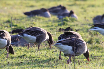 A large of Geese at a nature reserve. The flock is looking for food and eating. This photograph was taken on a col December morning.