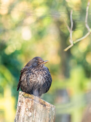 Female of Common Blackbird, Turdus merula