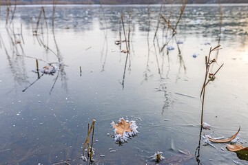Image of a leaf covered with ice crystals on a frozen lake during the day