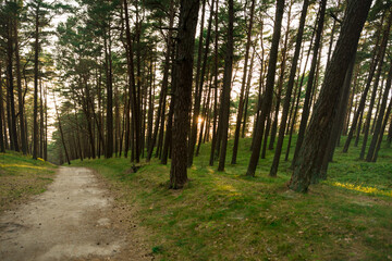 Morning Sunlight in Pinewood Forest. Trail, Forest Path in Background. Beautiful Morning Landscape View. Lithuania