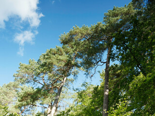 Burgwald in Hessische Waldlandschaft. Mysticher Buchenwald mit riesige Buchen, Eichen und Waldkiefern mit dichtem Sommerlaub unter blauem Himmel