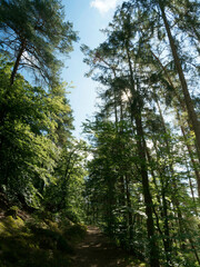 Wandern im Burgwald. Christenberg-Tour in Nordhessen. Dichte Buchenwald. Prächtige hohe und riesige Eichen und Waldkiefern in einem mystischen und sommerliche stillen unter blauem Himmel