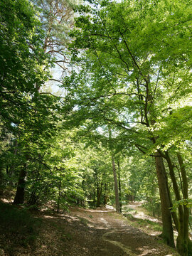 Burgwald-Tour in Hessische Waldlandschaft, Nördlich von Marburg. Christenberg-Tour durch Burgwaldpfad, schöne märchenhafte Waldlandschaften auf hugenotten waldenserpfad