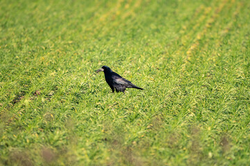 Krähe, Rabe in einem Feld bei der Futtersuche