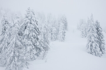 Snow covered trees in forest