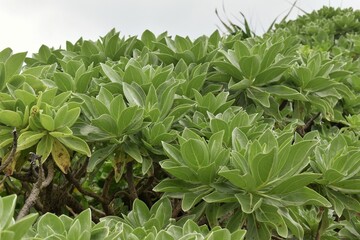 モンパノキ　ハマムラサキノキ