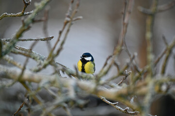 A great tit sitting in apple tree