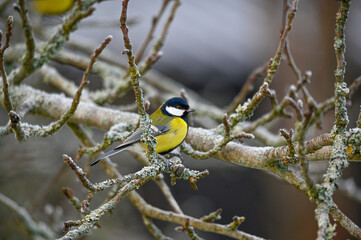 Fototapeta premium A great tit sitting in apple tree