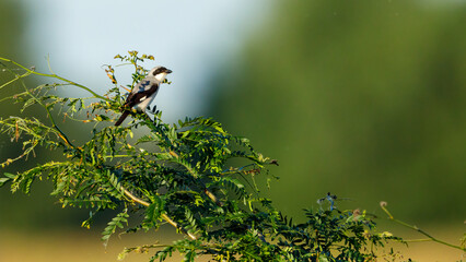 A Lesser Grey Shrike in the Danube Delta