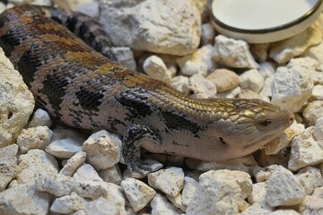 キメラアオジタトカゲ