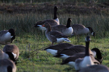 A large of Geese at a nature reserve. The flock is looking for food and eating. This photograph was taken on a col December morning.
