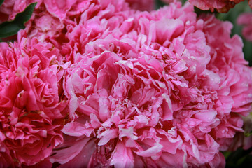 pink hydrangea flowers