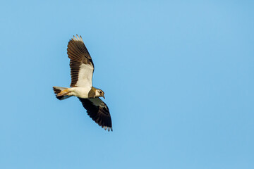 A Lapwing at flight in the Danube Delta	
