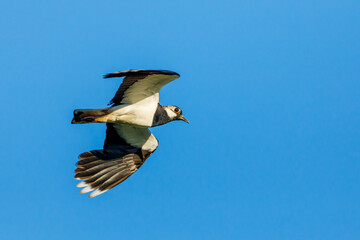 A Lapwing at flight in the Danube Delta	
