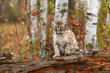 Cougar Kitten (Puma concolor) Sits on Log Looking Down One Paw Tucked Under Autumn