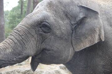 Zoo de la Palmyre - Royan France
