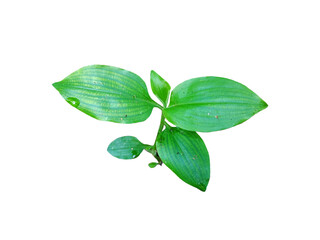 tropical leaf plant, green nature isolated on white background