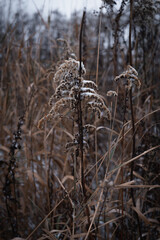 Obraz premium grass in the snow