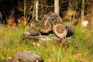 tree trunk in the forest
