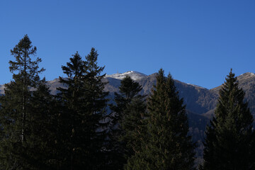 trees in the mountains