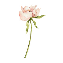 Watercolor peony flower clipart. Digital botanical illustration.
