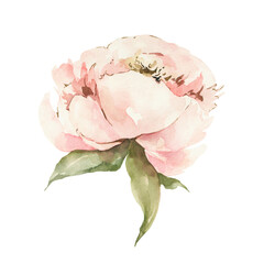 Watercolor peony flower clipart. Digital botanical illustration.