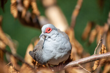 grey bird with a red eye sitting in a tree