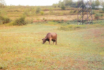 Cow grazing on a lovely green pasture. A brown cow grazes in a meadow near a mountain on a summer day. Cow on a chain grazes in the meadow