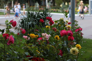 Colorful flowers growing in the park on the central alley