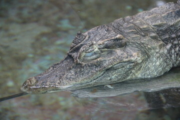 Obraz premium Zoo de la Palmyre - Royan France