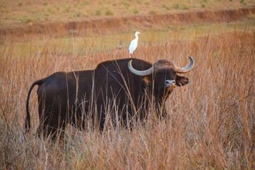 Egret bird standing on Indian Gaur, Male Indian Bison, Summer Season, Junona Moharli in Tadoba - obrazy, fototapety, plakaty