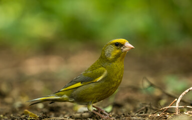 Grünfink Männchen (Chloris chloris)  Nahaufnahme in einem Waldstück , in Brandenburg  
