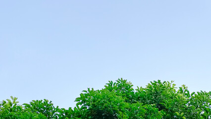 Texture of green tree leaves on blue sky background