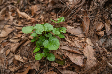 山の自生わさび