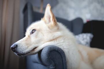 portrait of a white husky dog laying on a chair and watching out the window. 