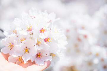 手のひらに乗せた桜の花