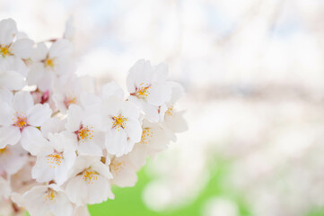 春の花　ソメイヨシノ