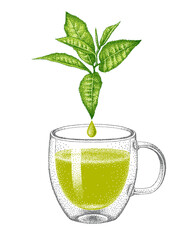 Green tea in glass double wall cup. Tea leaves with drop of healing drink. Traditional beverage. Realistic sketch. Hand-drawn vector illustration.