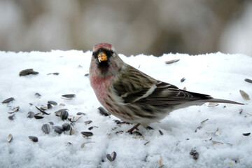A male common redpoll with a bright red patch on its forehead and a red breast standing in snow and eating sunflower seeds, blurred background