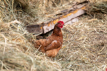 chicken in the farm