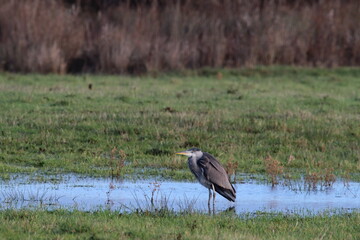 A stunning animal portrait of a Grey Heron in a field