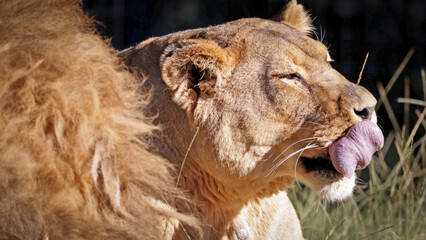 portrait d'une lionne en gros plan