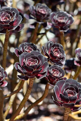 Burgundy dark purple red foliage and rosette of the succulent plant Aeonium arboretum atropurpureum, family Crassulaceae. Aeoniums are endemic to Canary Islands. Known as black rose or purple rose